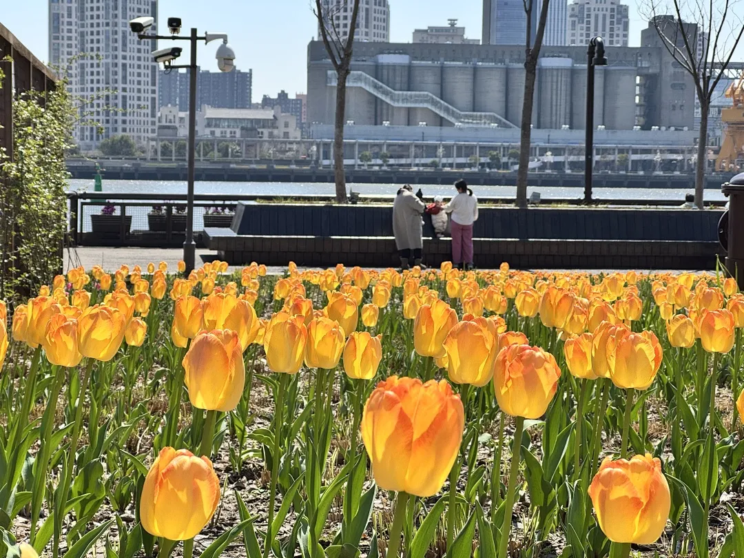Immerse Yourself in Spring Romance: 34,400 Tulips Bloom Along Yangpu Riverside