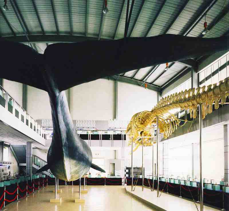 Sperm whale shape and skeleton specimen